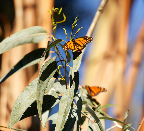 Ardenwood-Monarch 21