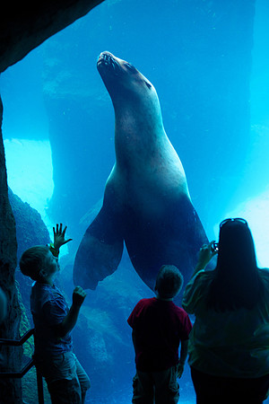 Sea Lion - Tungsten