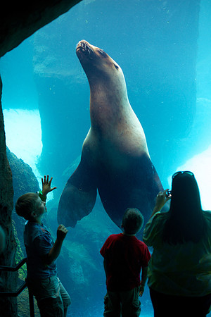 Sea Lion - Custom