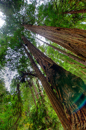 MuirWoods_11