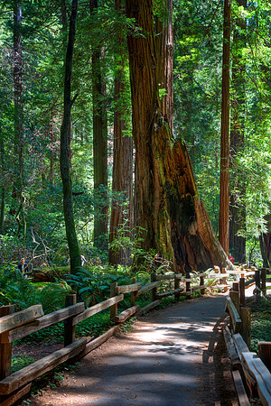 MuirWoods_33