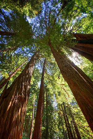 MuirWoods_35