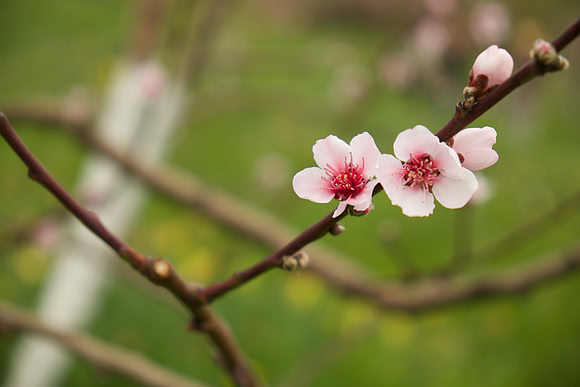 AppleBlossoms-FiloliGarden