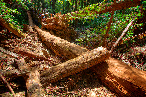 MuirWoods_27