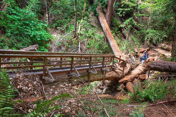 MuirWoods_23