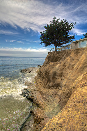 SantaCruzTree