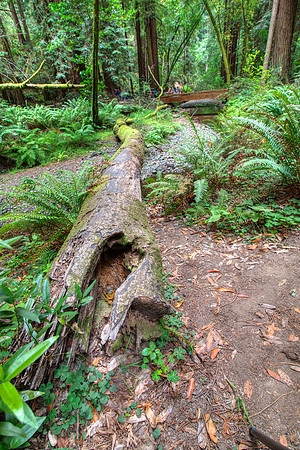 MuirWoods_3