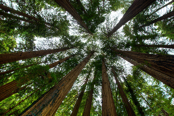 MuirWoods_12