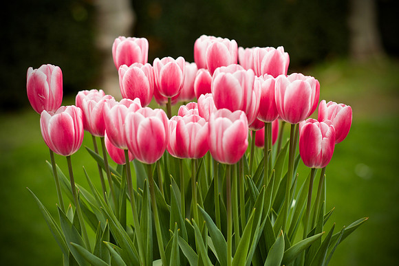 PinkTulip-FiloliGarden3