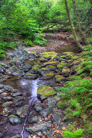 MuirWoods_2