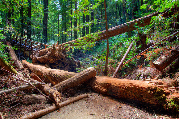 MuirWoods_25