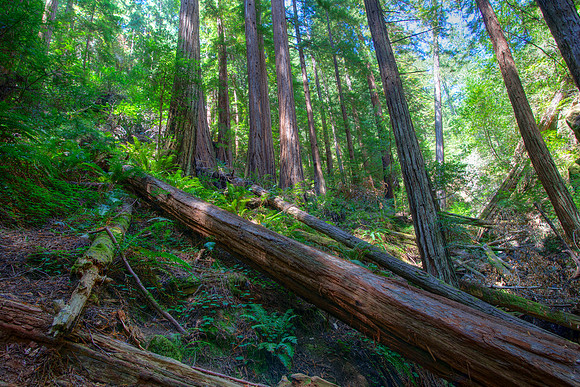 MuirWoods_28