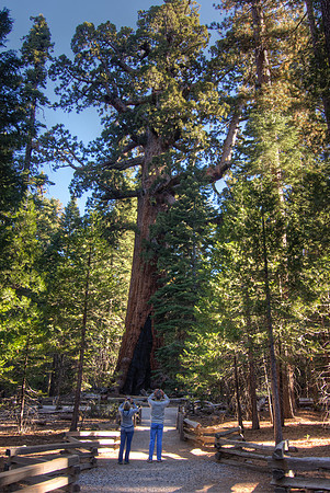 Yosemite-Redwood