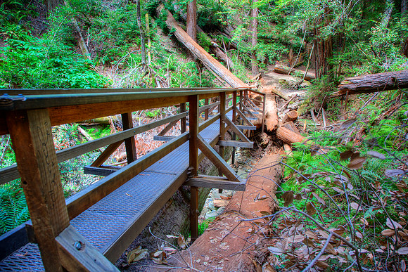MuirWoods_22