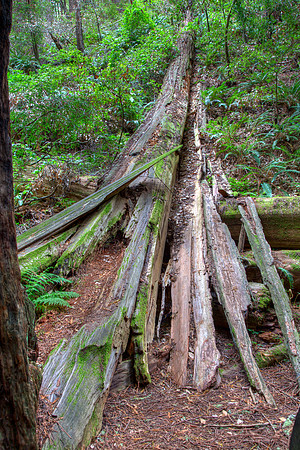 MuirWoods_6