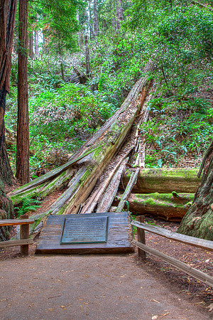MuirWoods_5