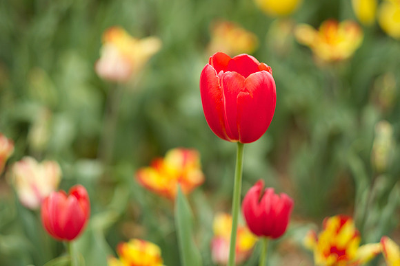 RedTulipSoloFiloliGardens