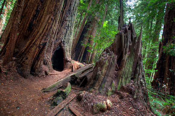 MuirWoods_13