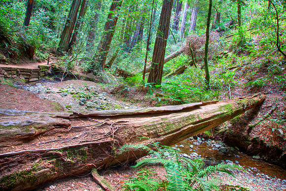 MuirWoods_21