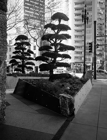 Bonsai Corner 1