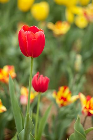 RedTulipSoloVerticalFiloliGardens
