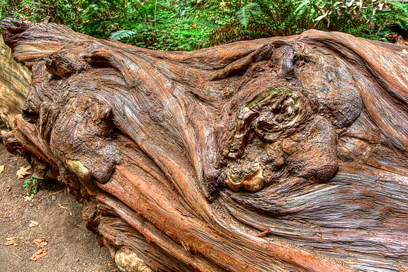 MuirWoods_8