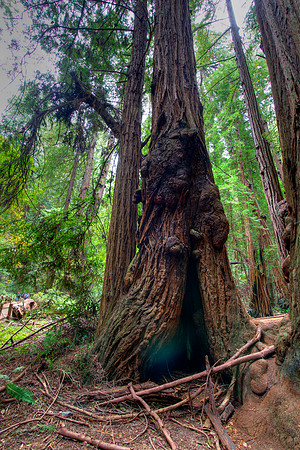 MuirWoods_10