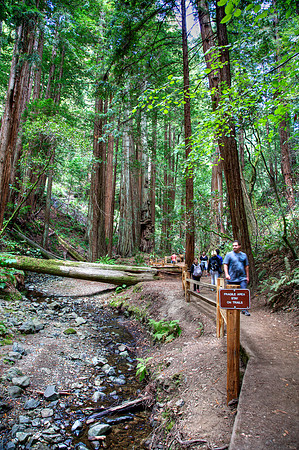 MuirWoods_18