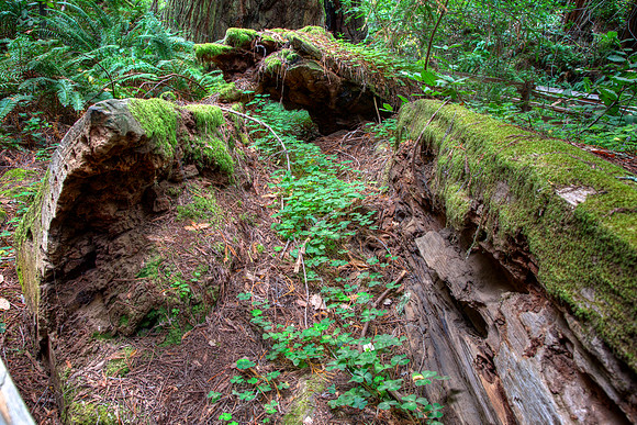 MuirWoods_4