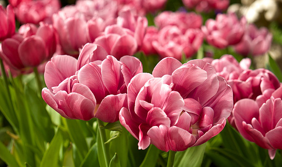 PinkTulip-FiloliGarden1