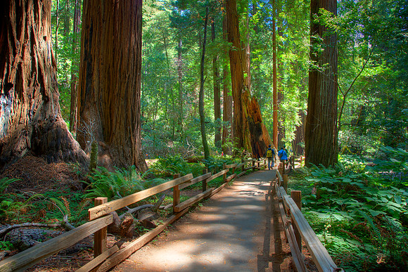 MuirWoods_32