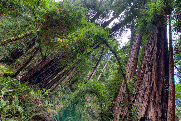 MuirWoods_14