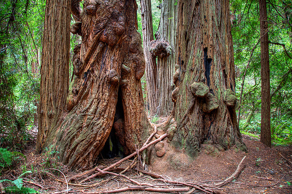 MuirWoods_9
