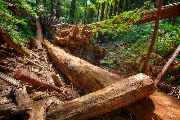 MuirWoods_26