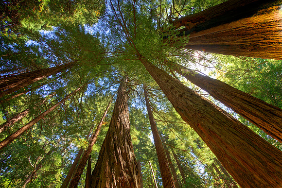 MuirWoods_34