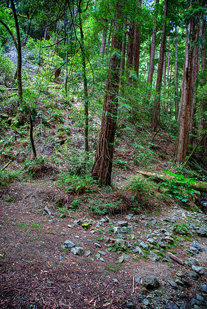 MuirWoods_20
