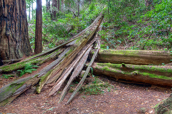 MuirWoods_7