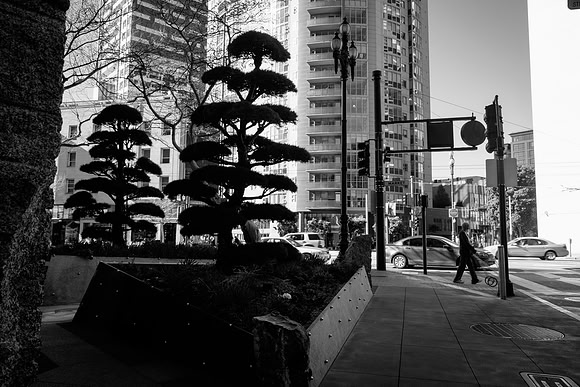 Bonsai Corner 2
