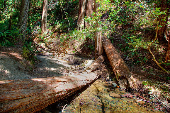 MuirWoods_31