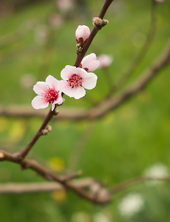 AppleBlossoms-FiloliGarden2