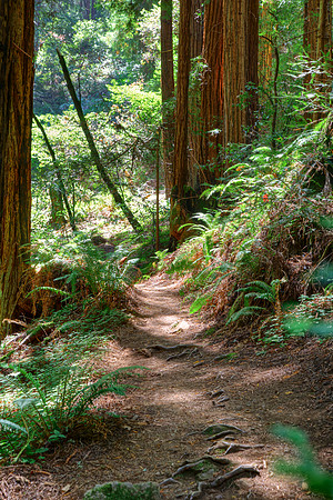 MuirWoods_30
