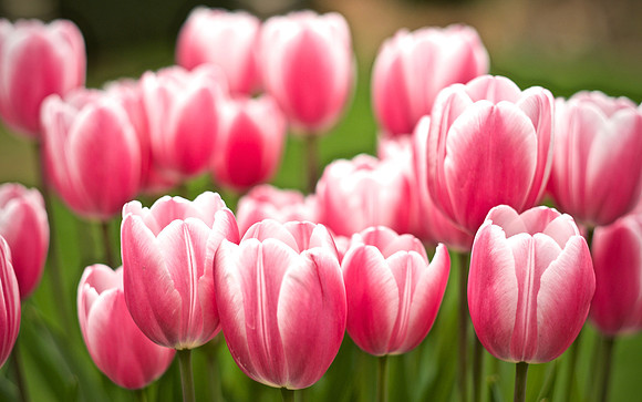 PinkTulip-FiloliGarden2