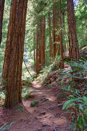MuirWoods_29