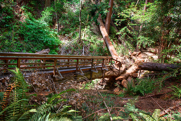 MuirWoods_24