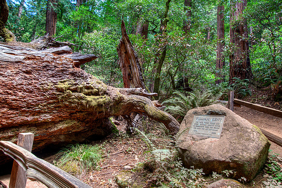 MuirWoods_15